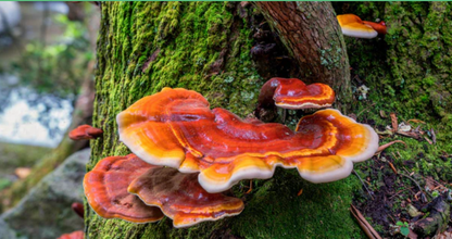 Hongo Reishi 30 ml Doble Extracción | Relajación, Estrés y Sistema Inmune