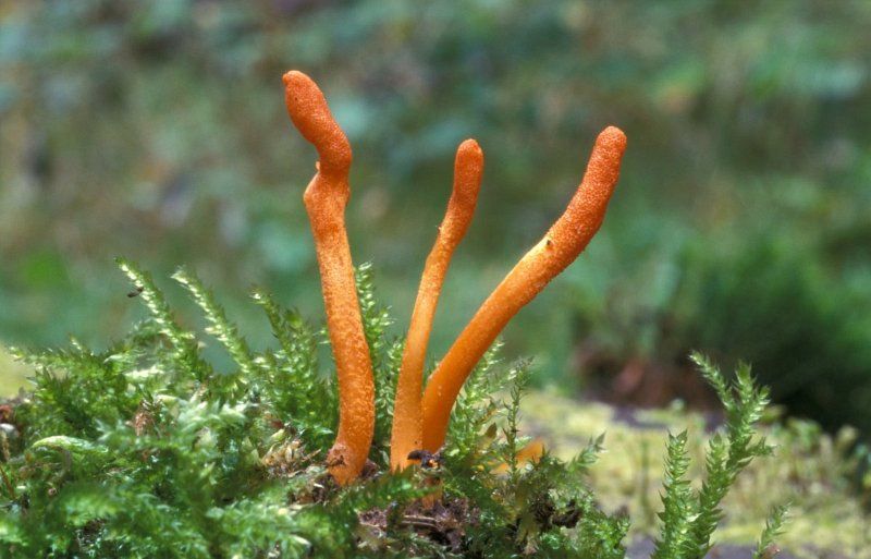 Hongo Cordyceps Militaris 30 ml Doble Extracción | Energía Natural y Rendimiento Físico