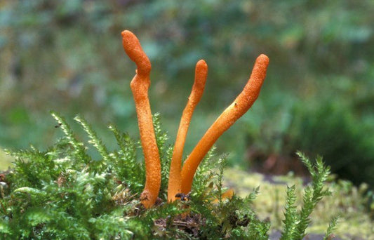 Hongo Cordyceps Militaris 30 ml Doble Extracción | Energía Natural y Rendimiento Físico